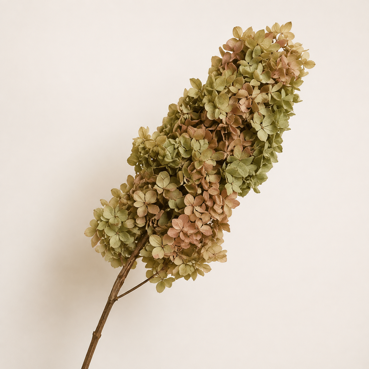 Hydrangea - Multicolor Collection II
