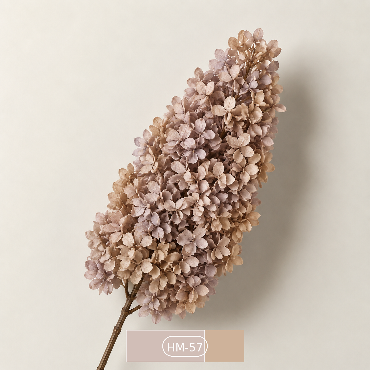 Hydrangea - Multicolor Collection II
