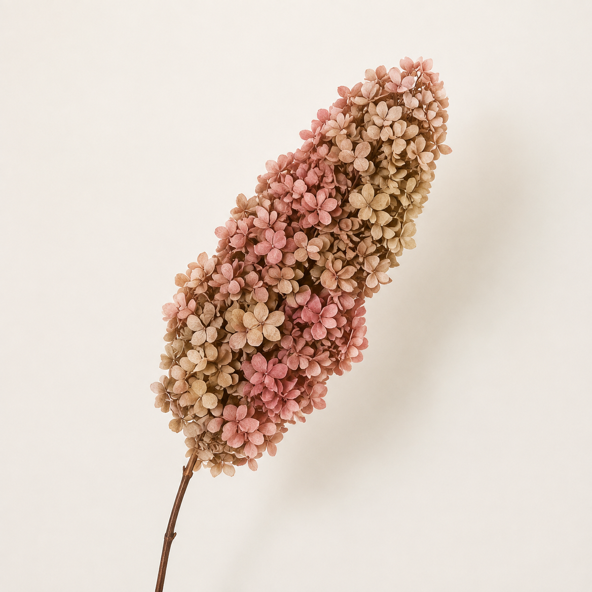 Hydrangea - Multicolor Collection II