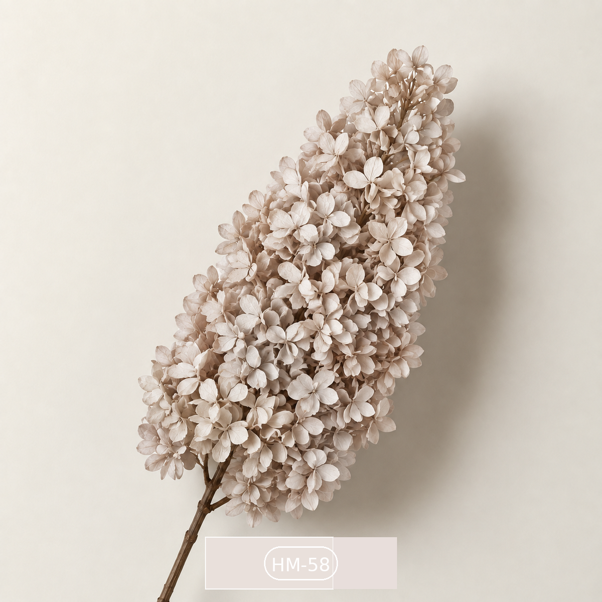 Hydrangea - Multicolor Collection II