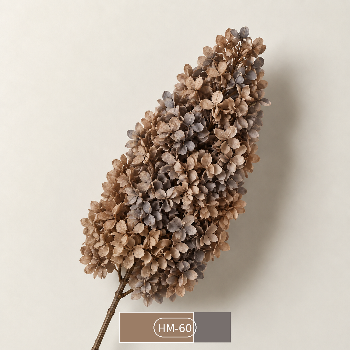 Hydrangea - Multicolor Collection II