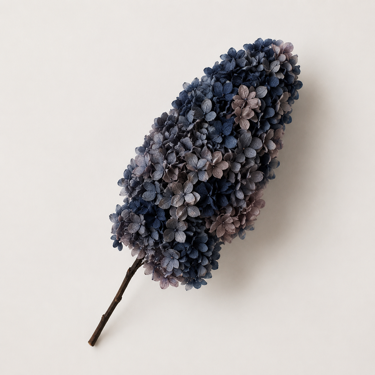 Hydrangea - Multicolor Collection II