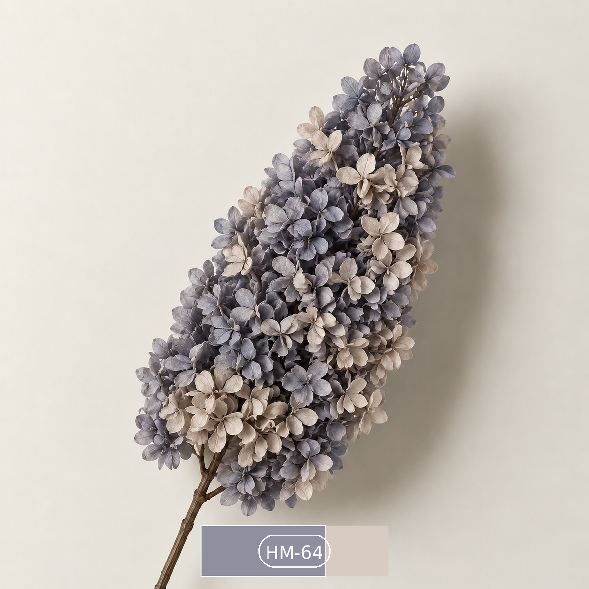 Hydrangea - Multicolor Collection II