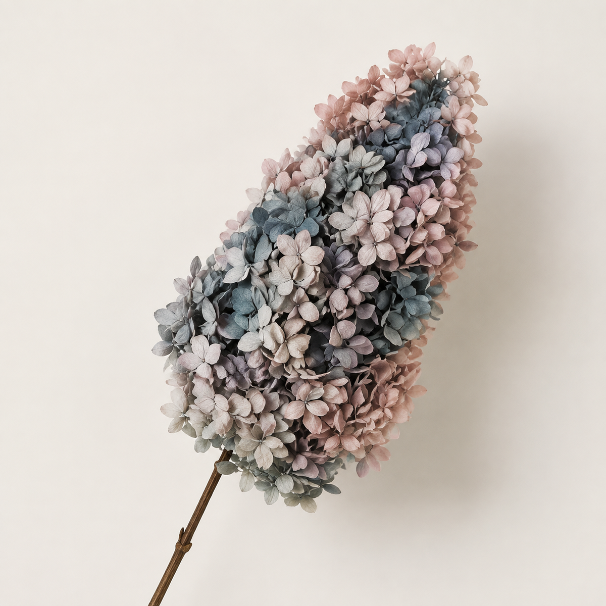Hydrangea - Multicolor Collection II