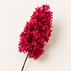 Hydrangea - Single Color Collection I