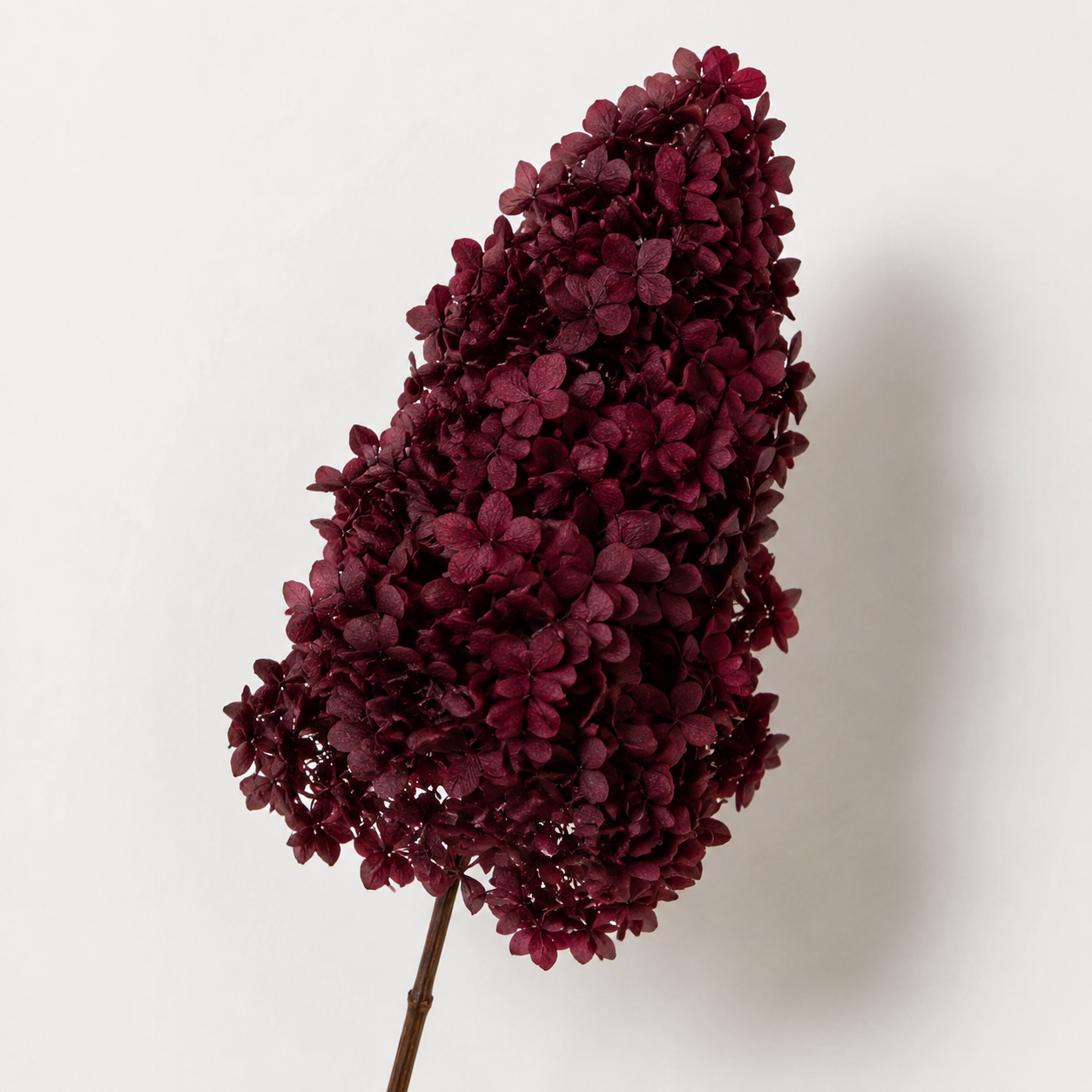 Hydrangea - Single Color Collection I