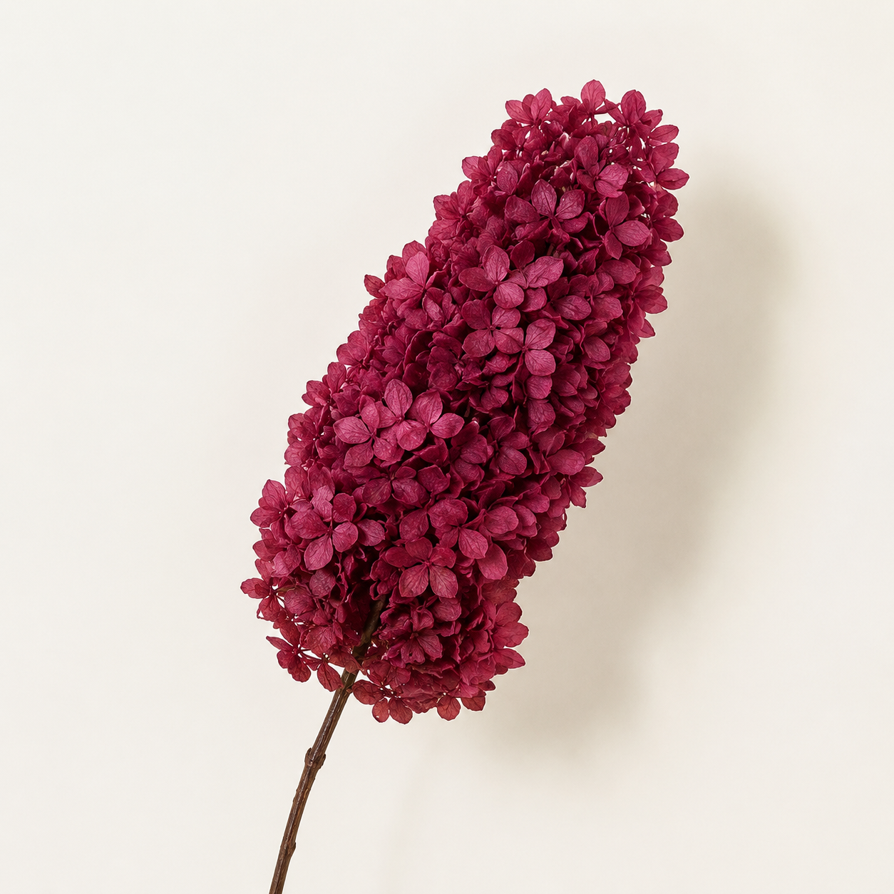 Hydrangea - Single Color Collection I
