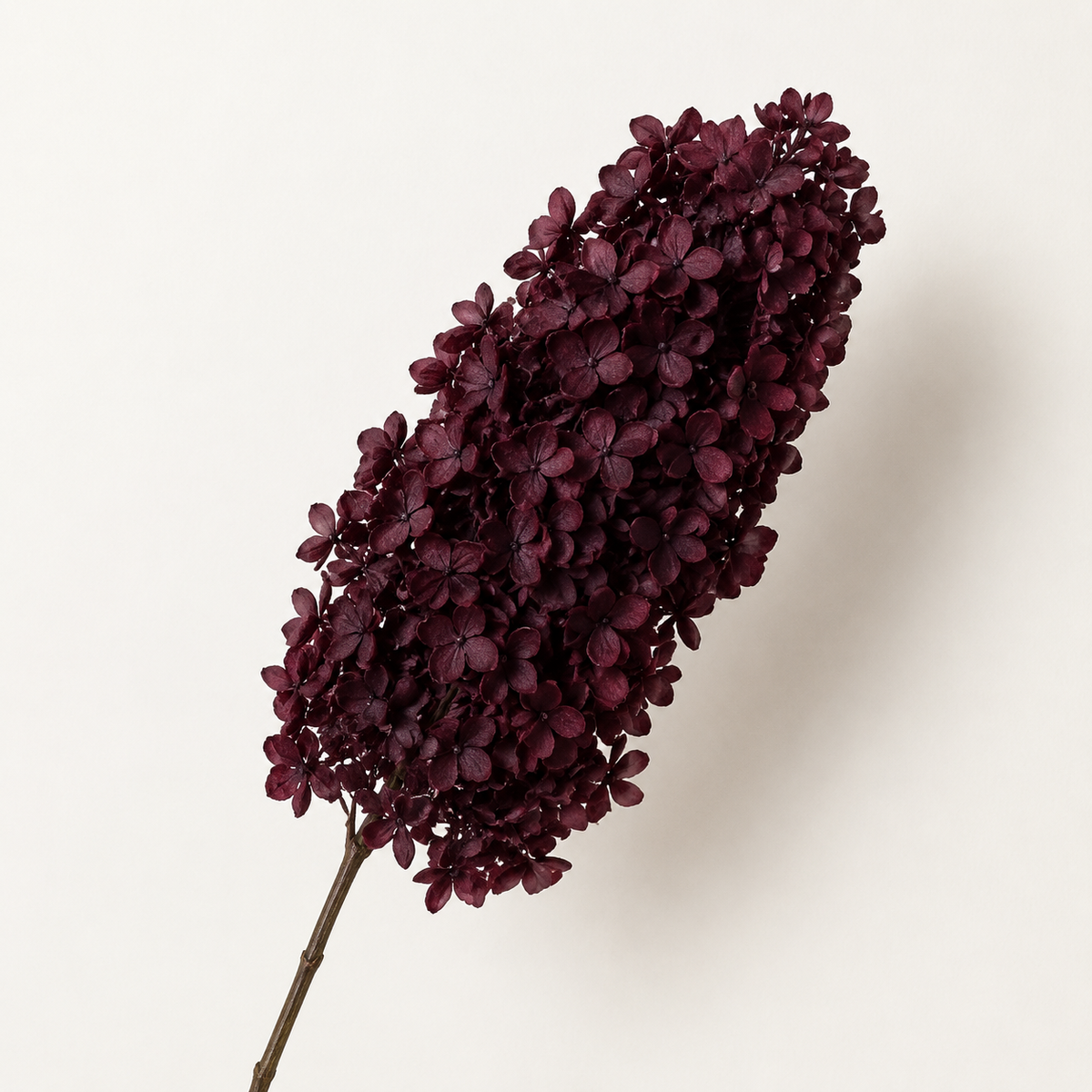 Hydrangea - Single Color Collection I