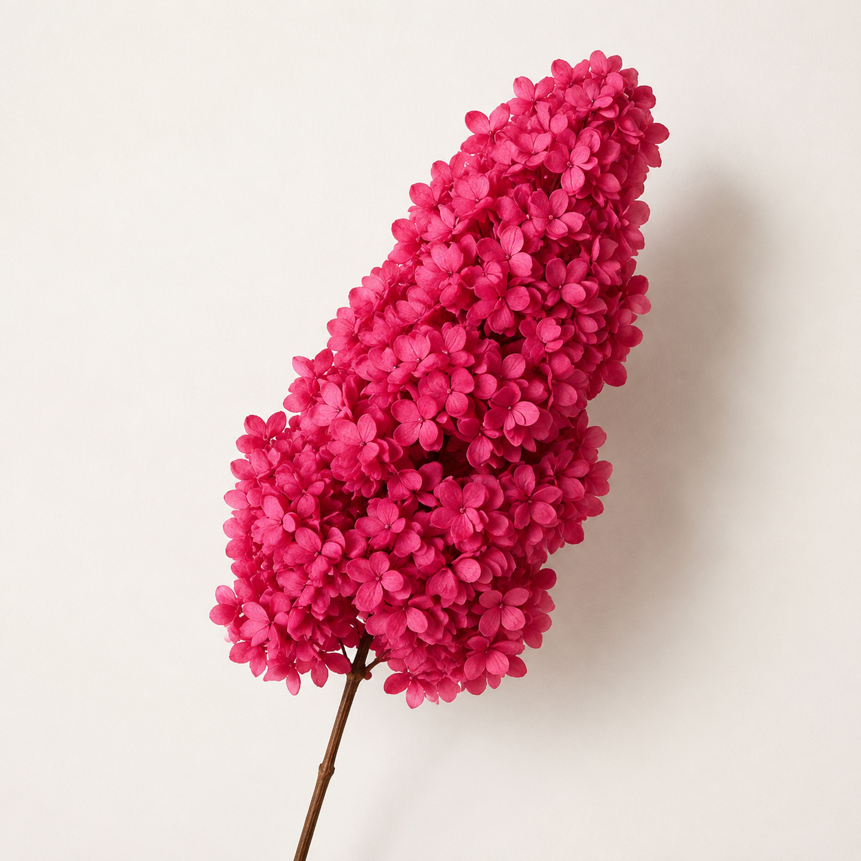 Hydrangea - Single Color Collection I