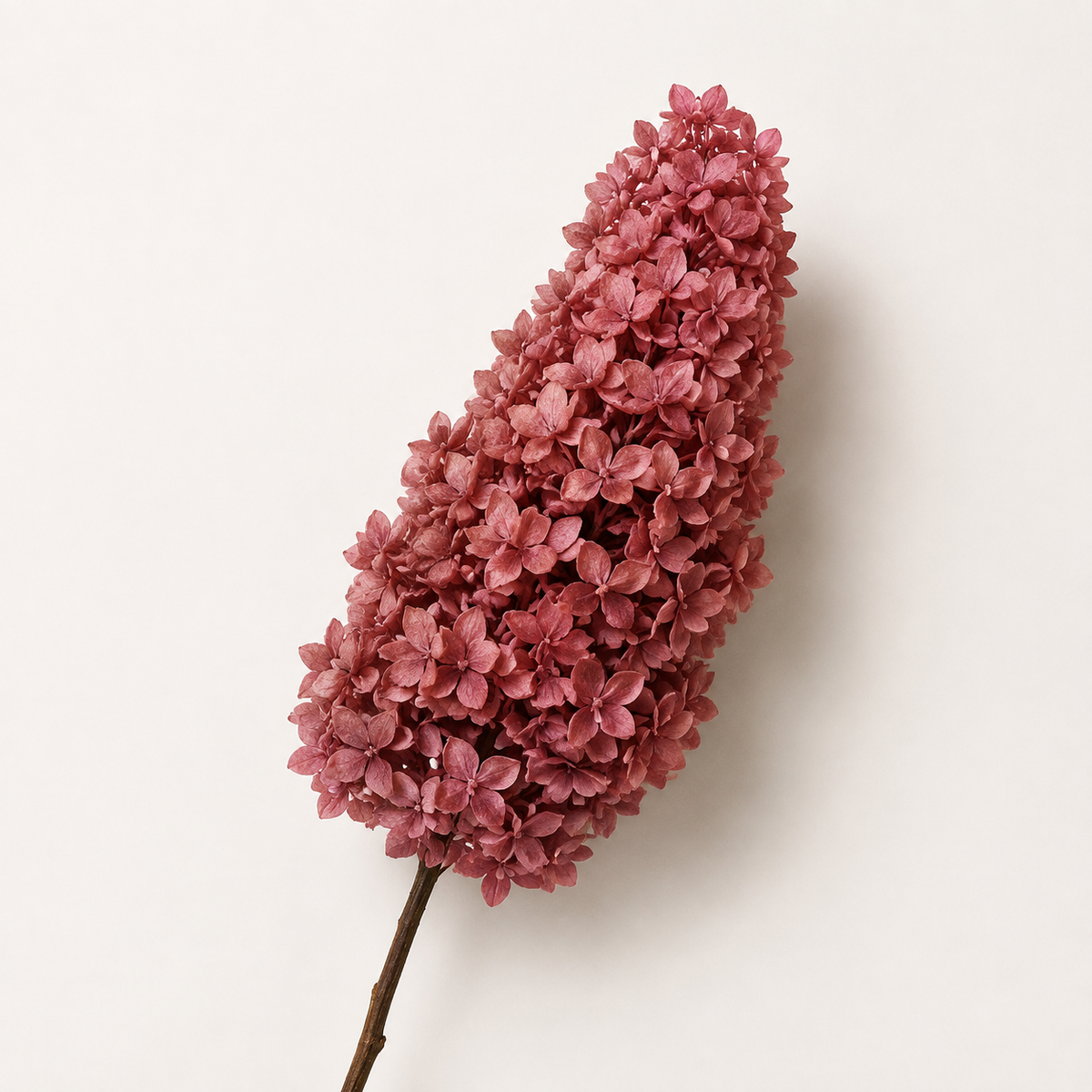Hydrangea - Single Color Collection I