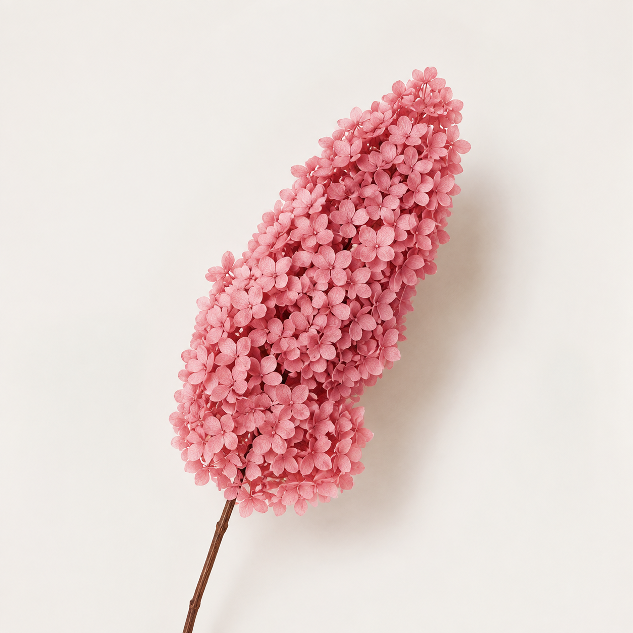 Hydrangea - Single Color Collection I