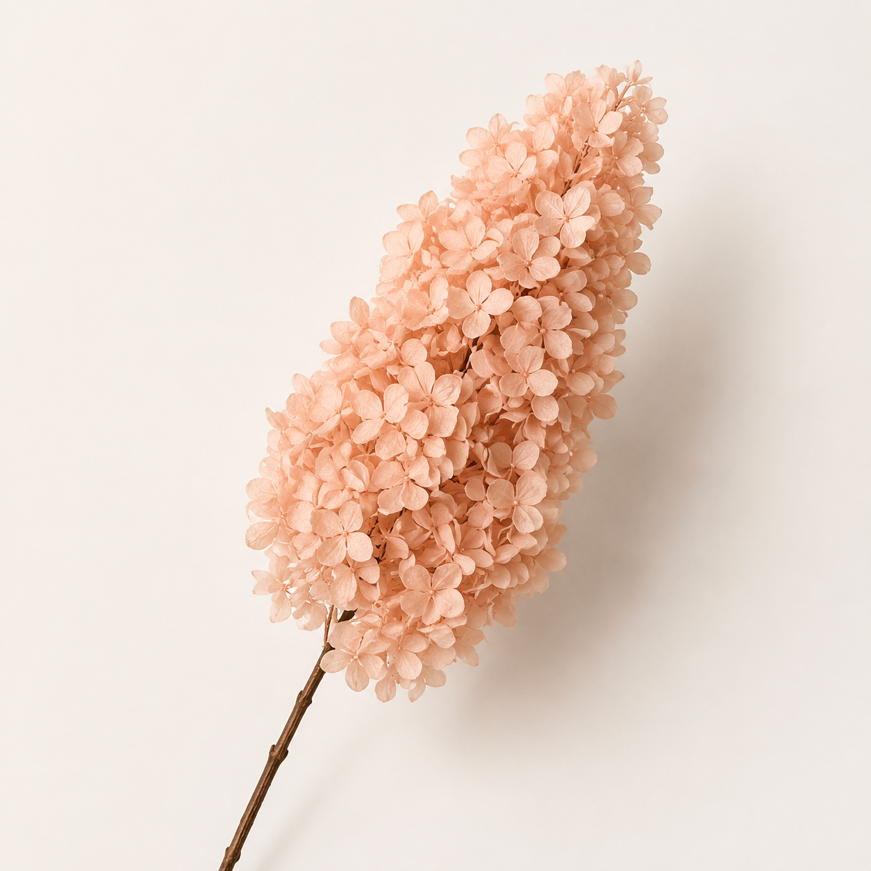 Hydrangea - Single Color Collection I
