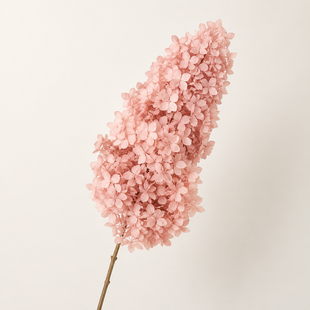 Hydrangea - Single Color Collection I
