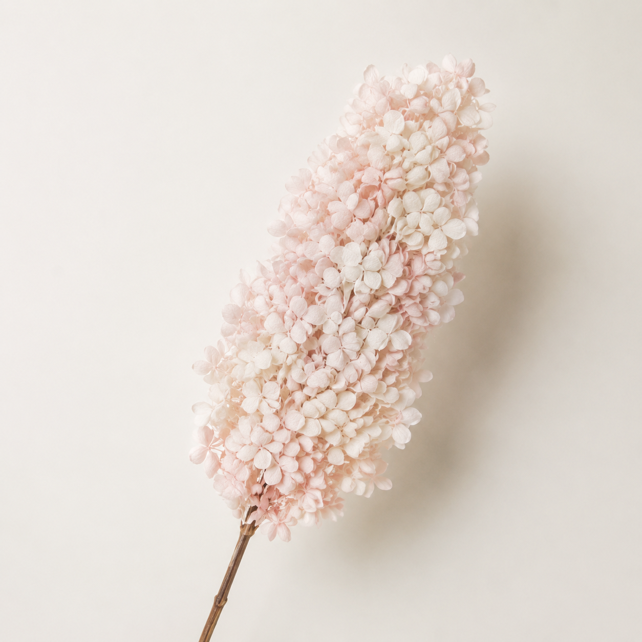 Hydrangea - Single Color Collection I