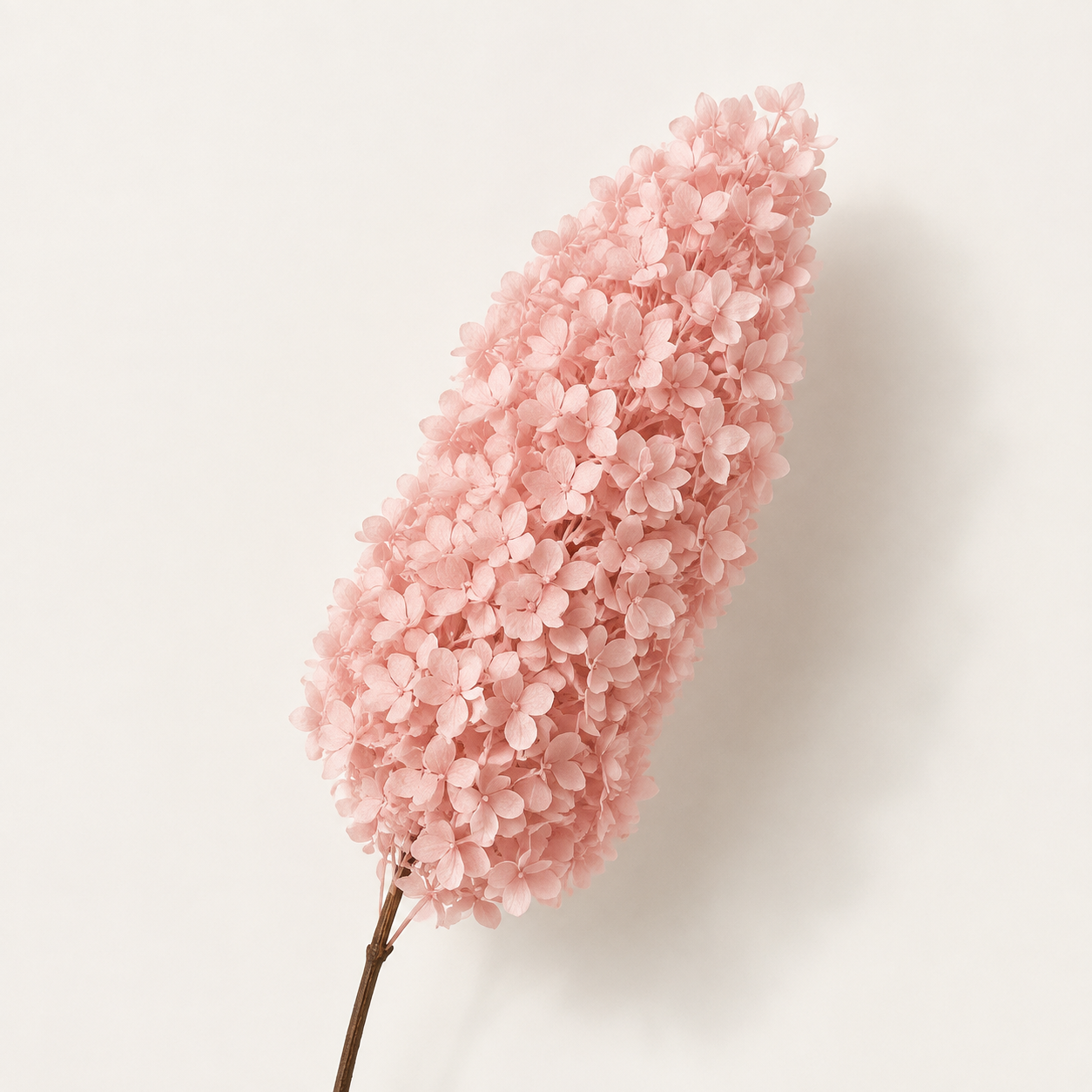Hydrangea - Single Color Collection I