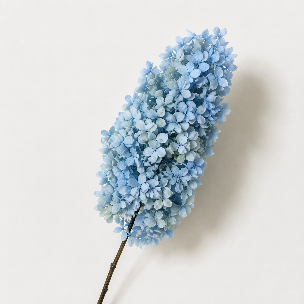 Hydrangea - Single Color Collection I