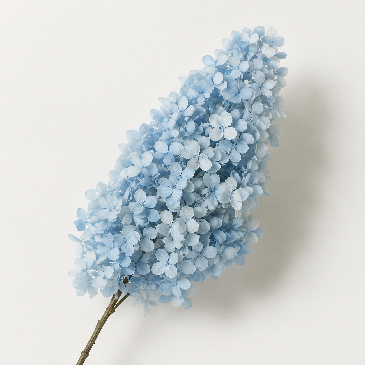 Hydrangea - Single Color Collection I