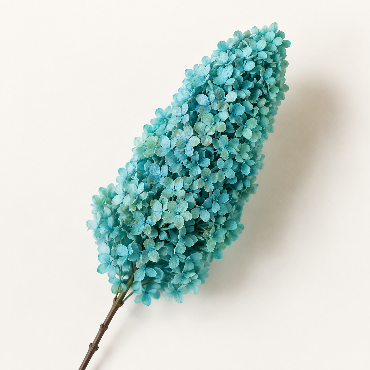 Hydrangea - Single Color Collection I