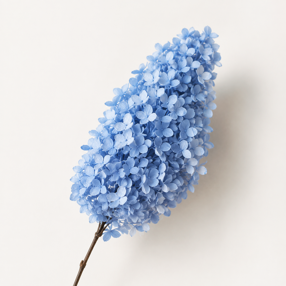 Hydrangea - Single Color Collection I