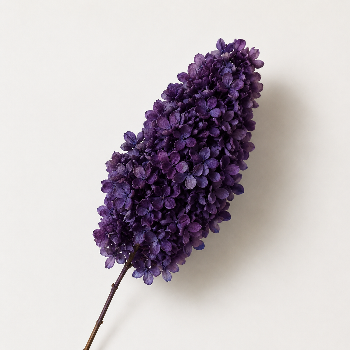 Hydrangea - Single Color Collection I
