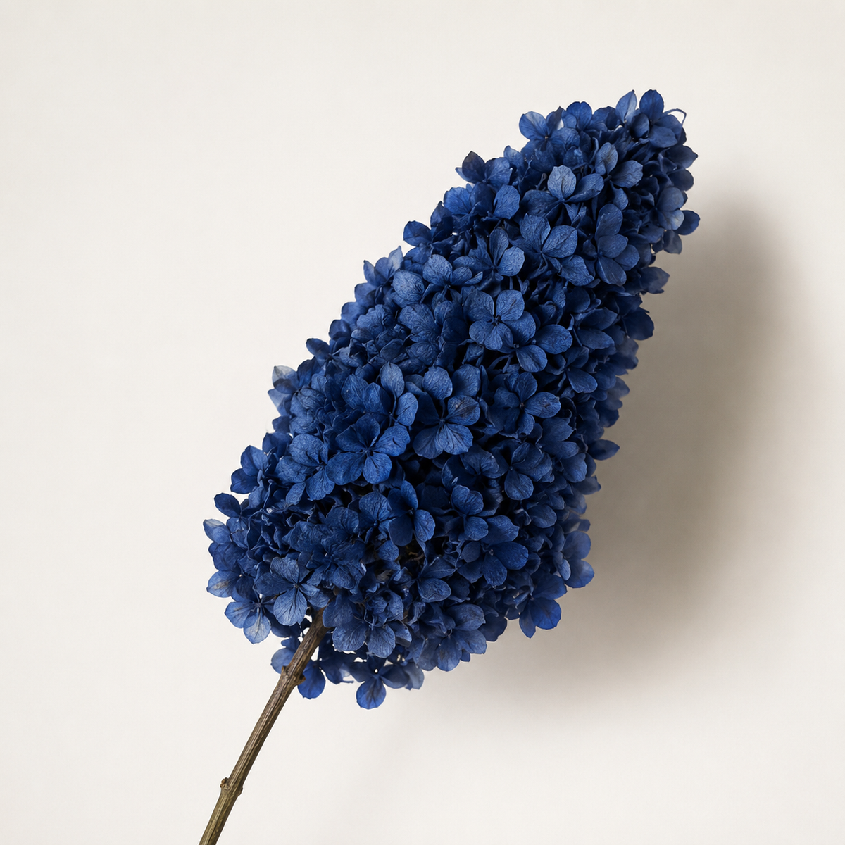 Hydrangea - Single Color Collection I
