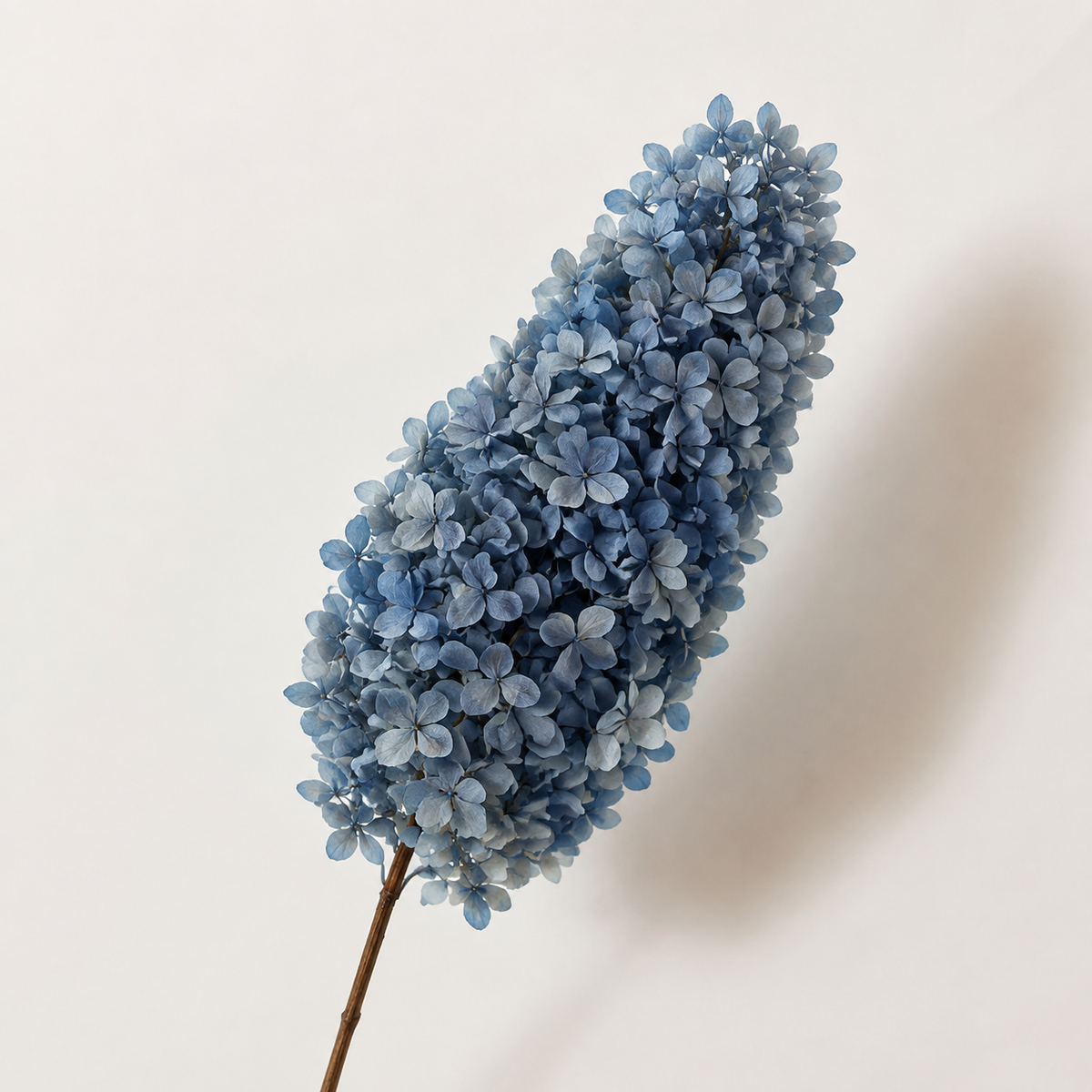 Hydrangea - Single Color Collection I