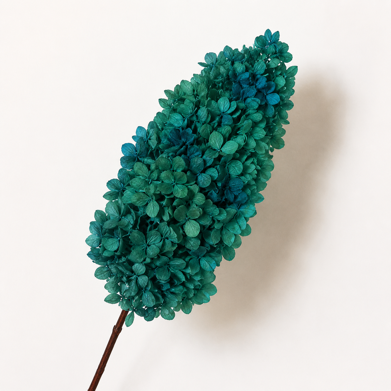 Hydrangea - Single Color Collection I