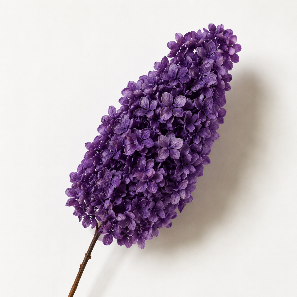 Hydrangea - Single Color Collection I