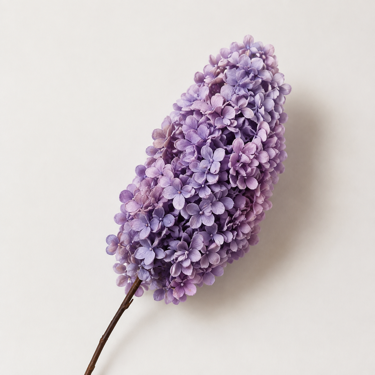Hydrangea - Single Color Collection I