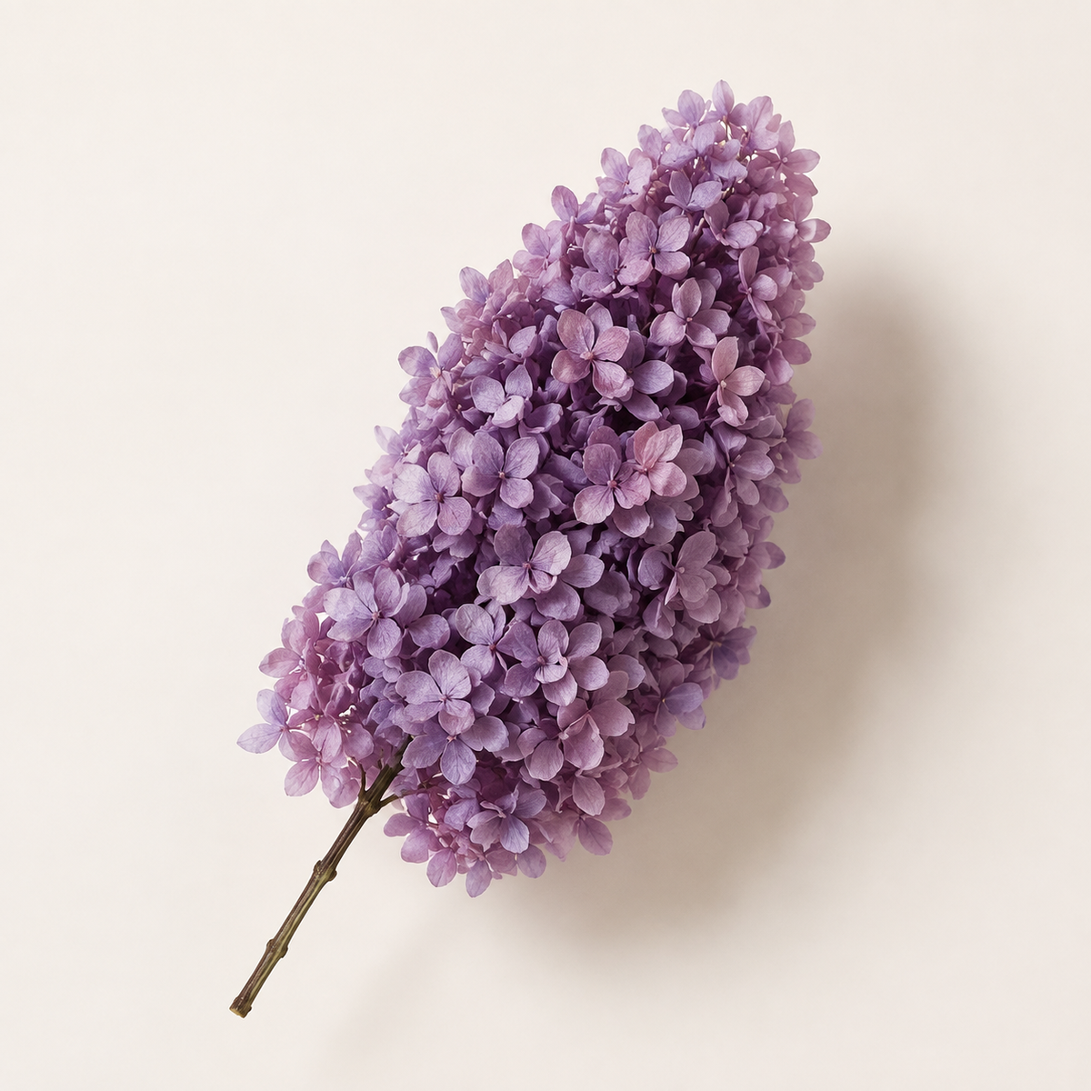 Hydrangea - Single Color Collection I