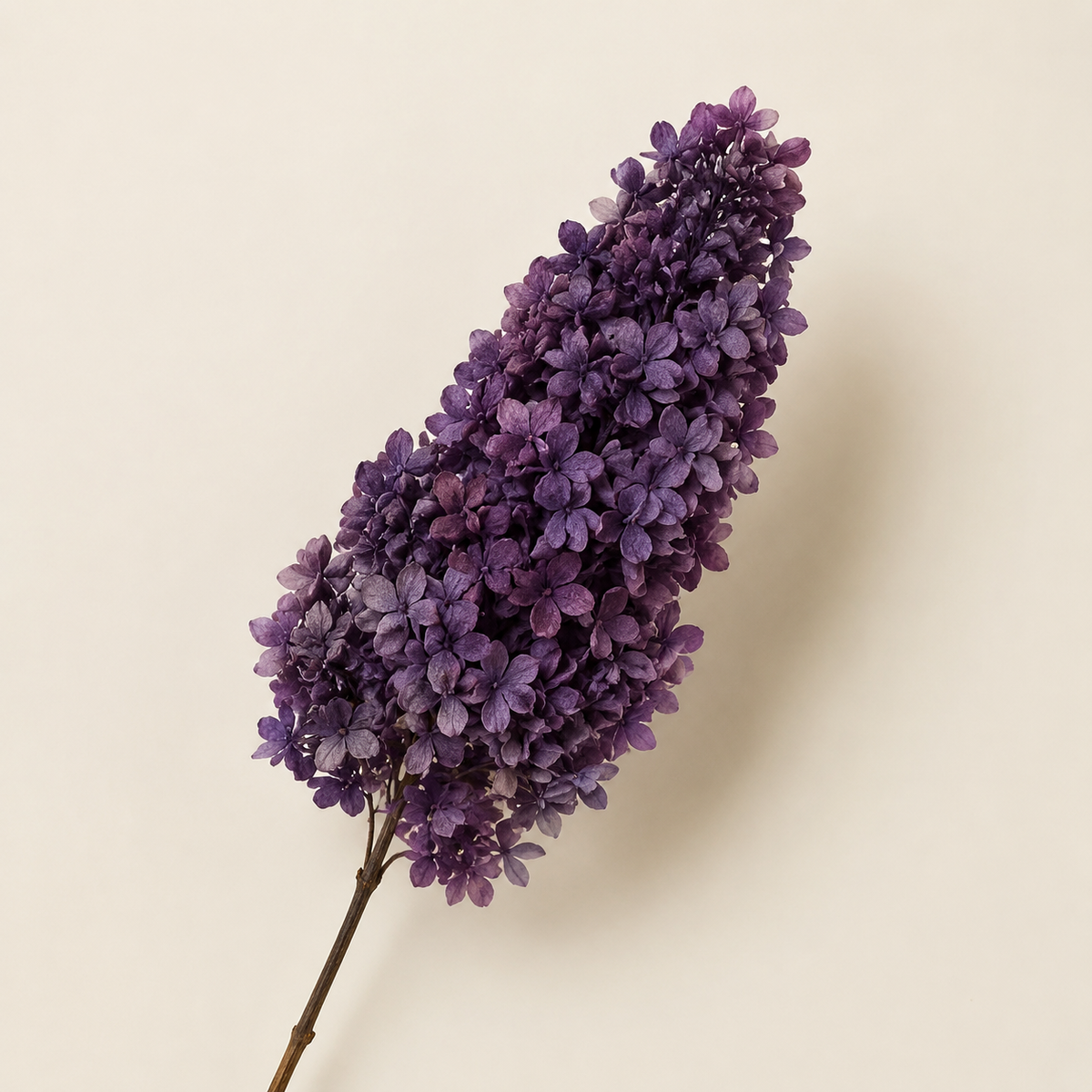 Hydrangea - Single Color Collection I