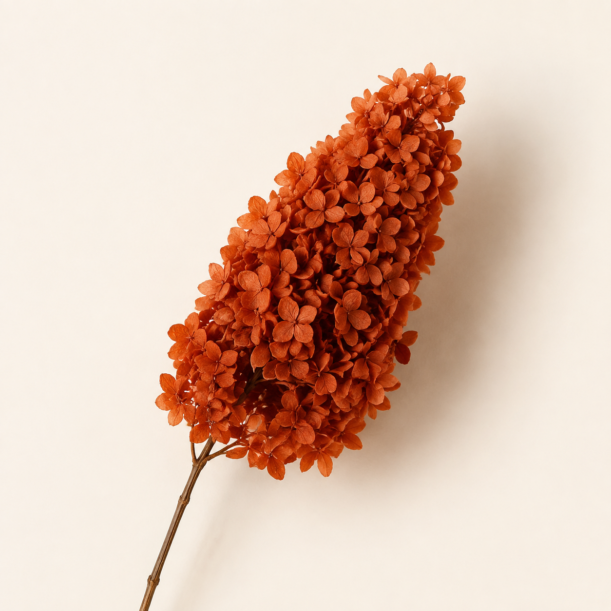 Hydrangea - Single Color Collection II