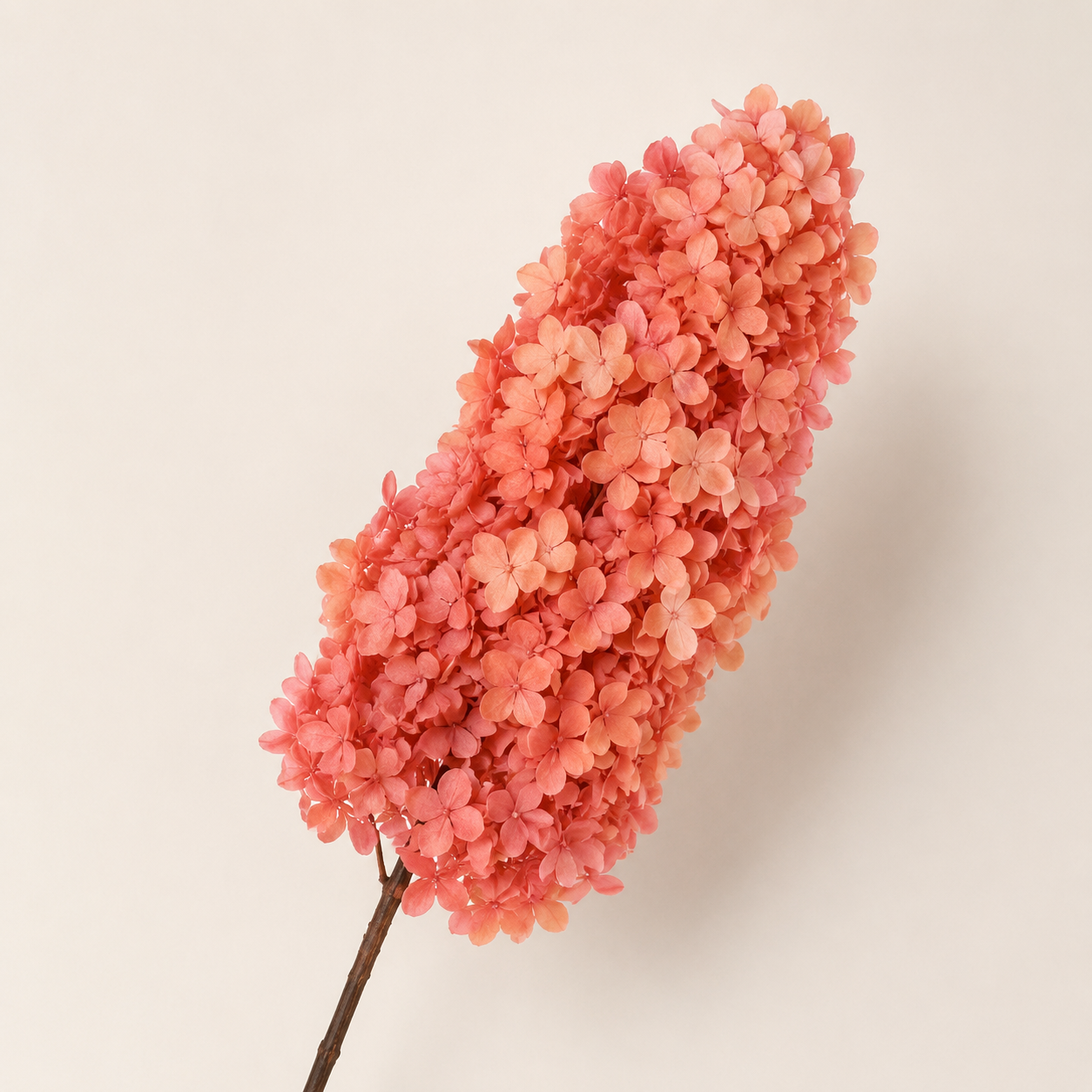 Hydrangea - Single Color Collection II