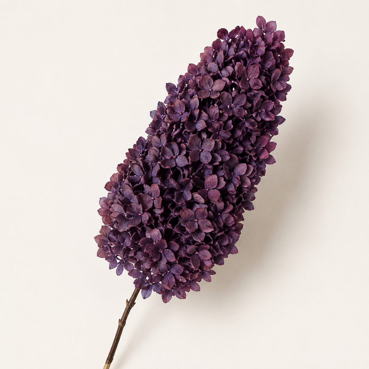 Hydrangea - Single Color Collection II