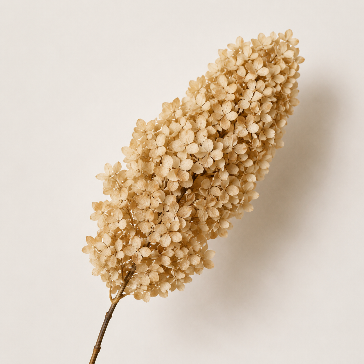Hydrangea - Single Color Collection II