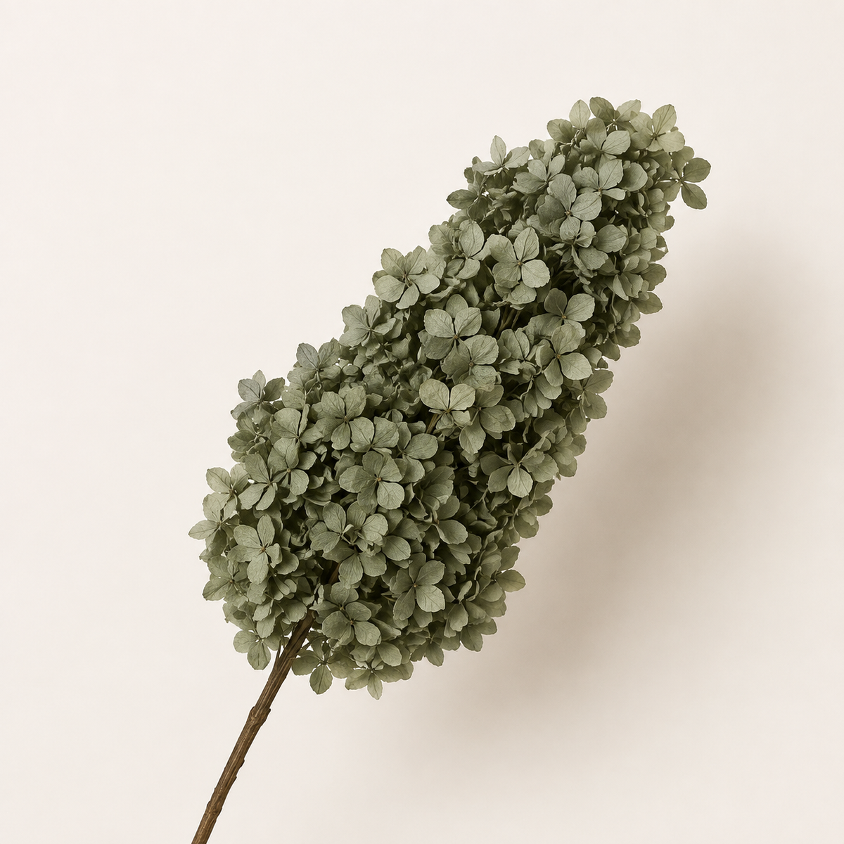 Hydrangea - Single Color Collection II
