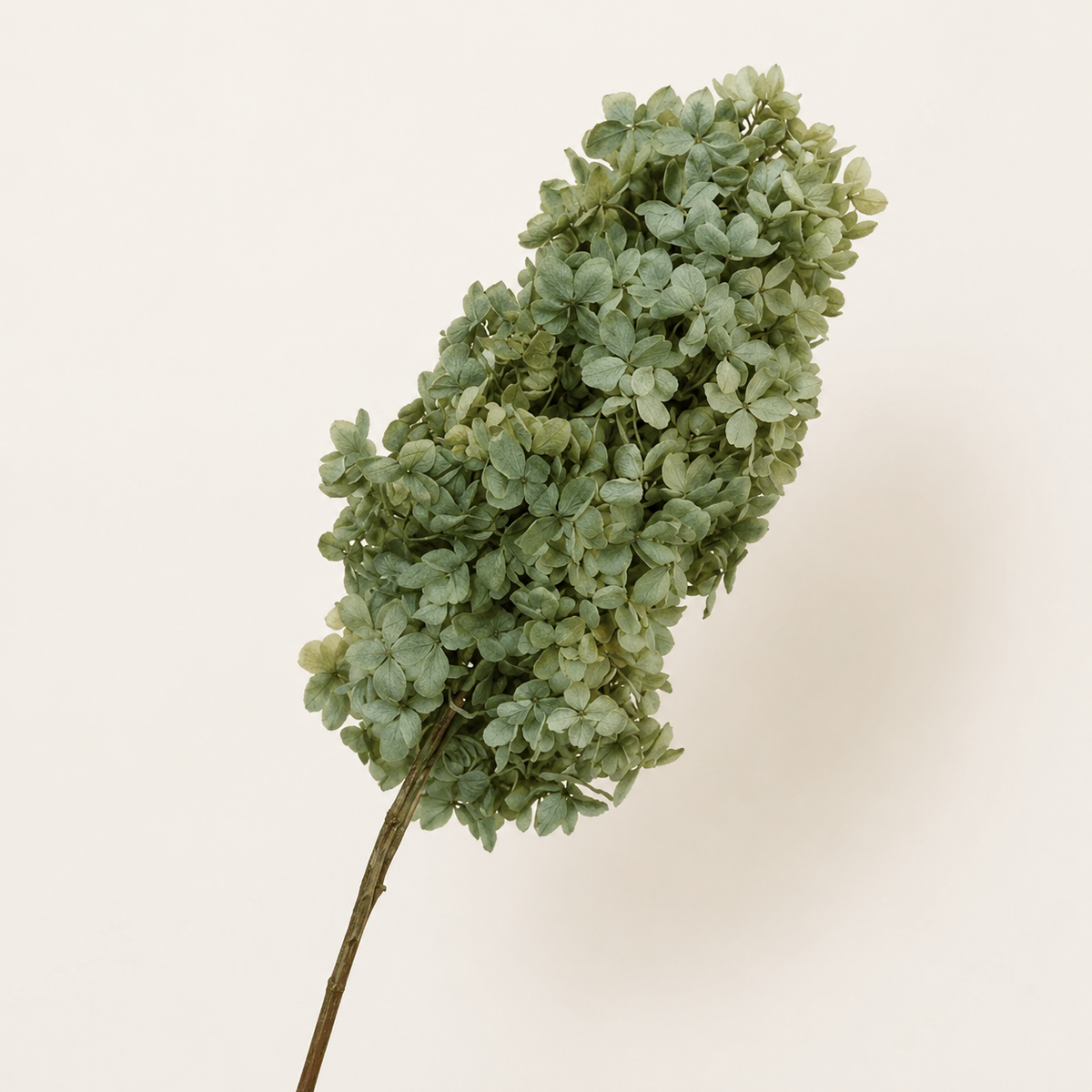 Hydrangea - Single Color Collection II