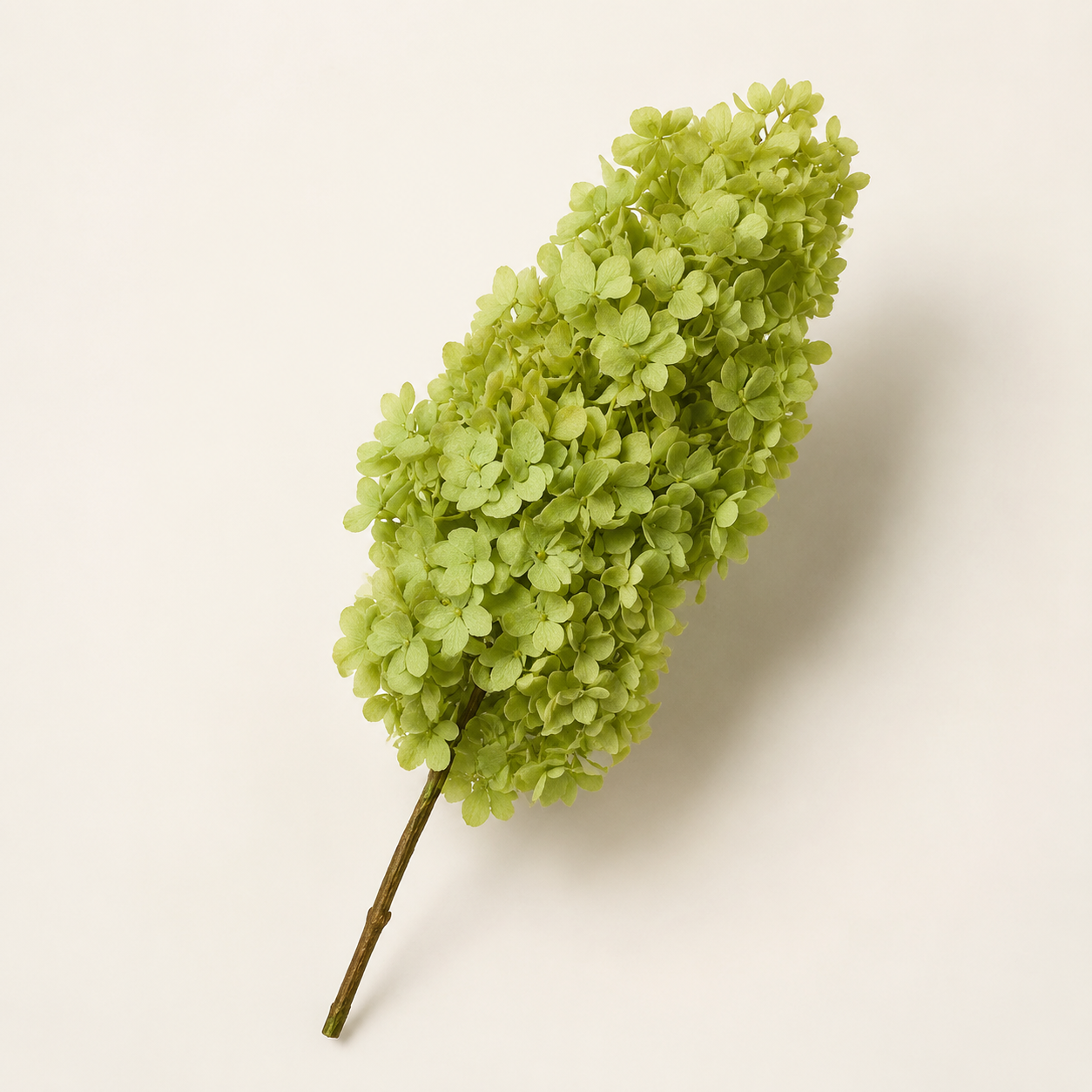 Hydrangea - Single Color Collection II