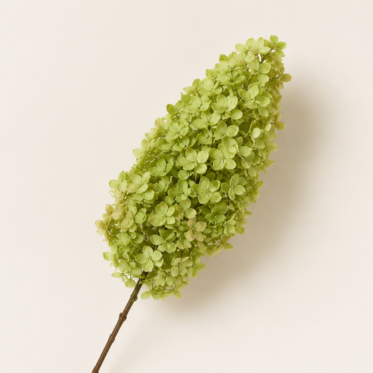 Hydrangea - Single Color Collection II