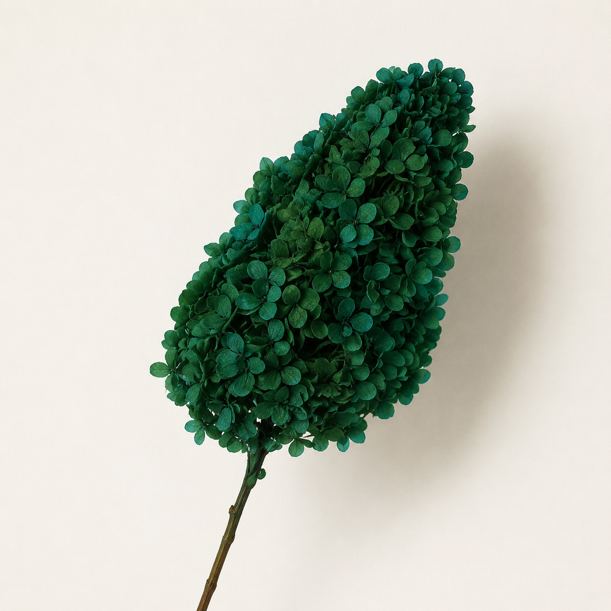 Hydrangea - Single Color Collection II