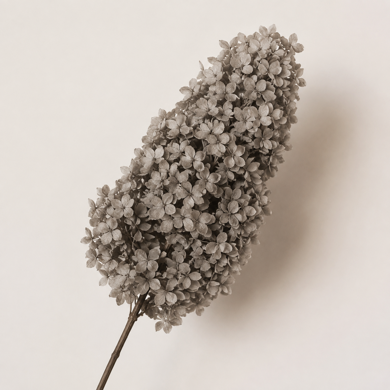 Hydrangea - Single Color Collection II