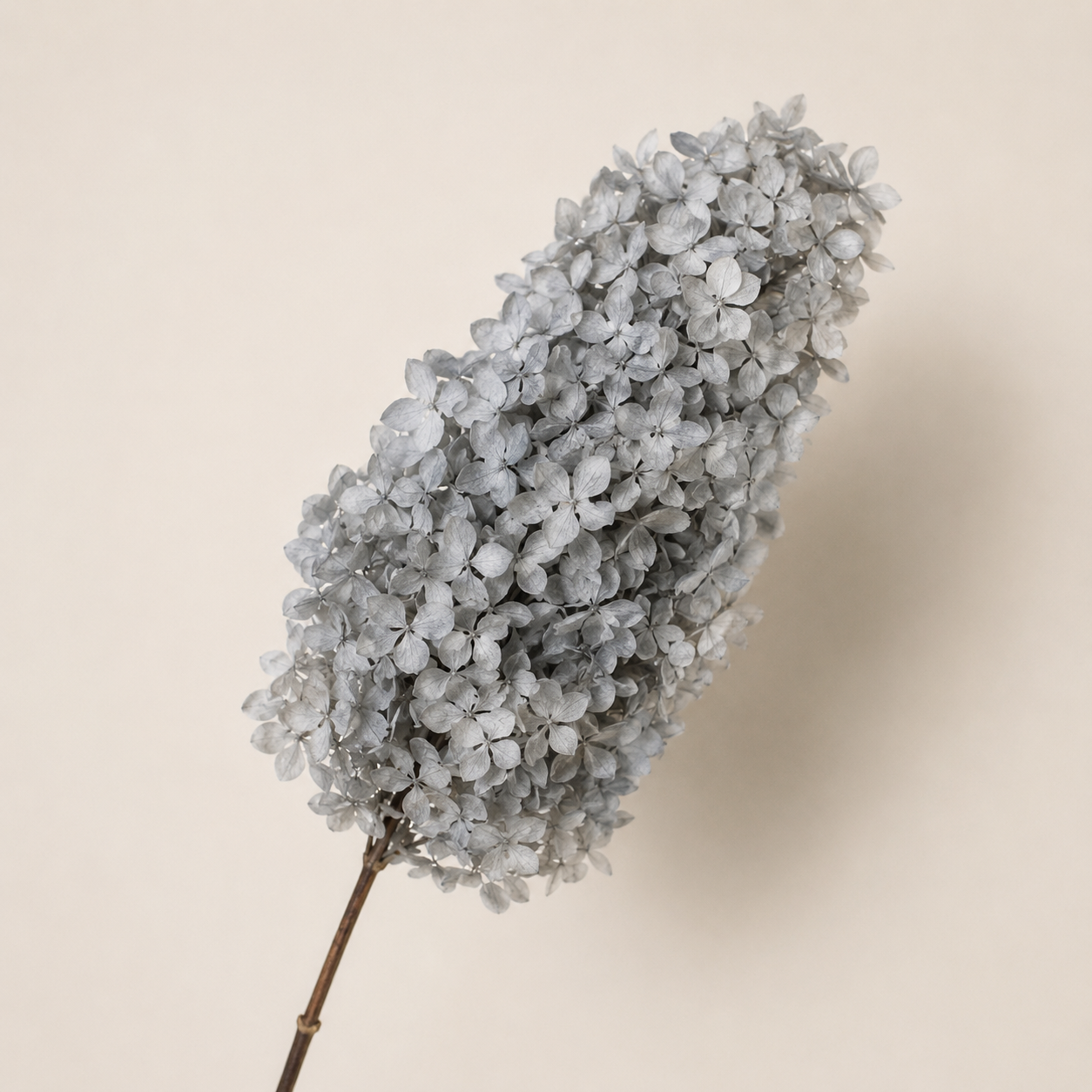 Hydrangea - Single Color Collection II
