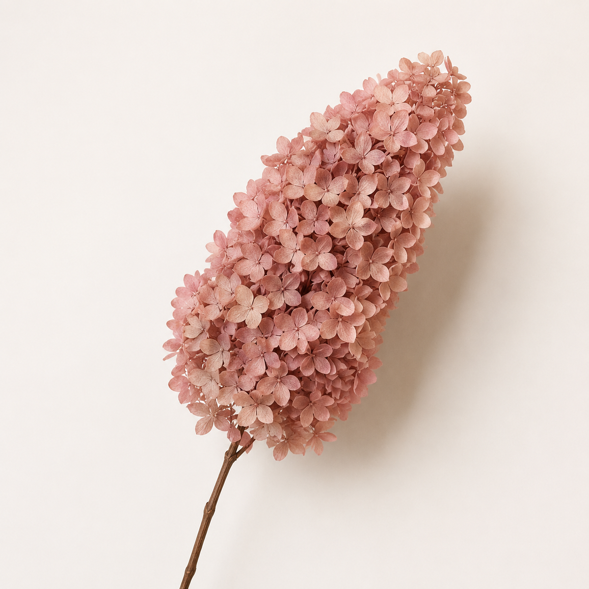 Hydrangea - Single Color Collection II