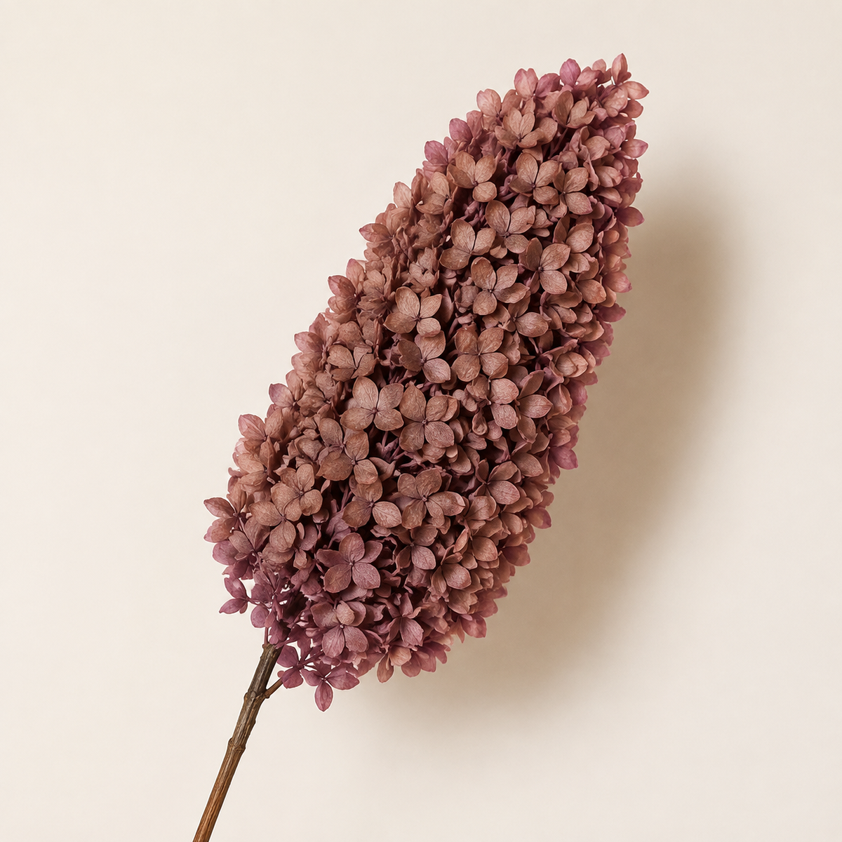Hydrangea - Single Color Collection II