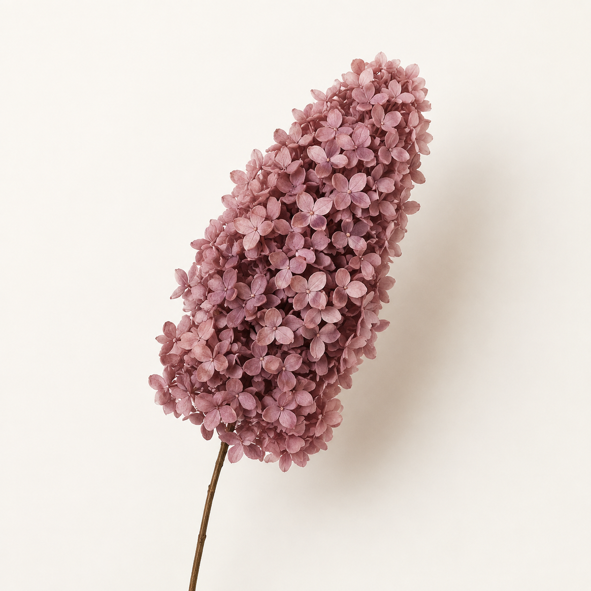Hydrangea - Single Color Collection II