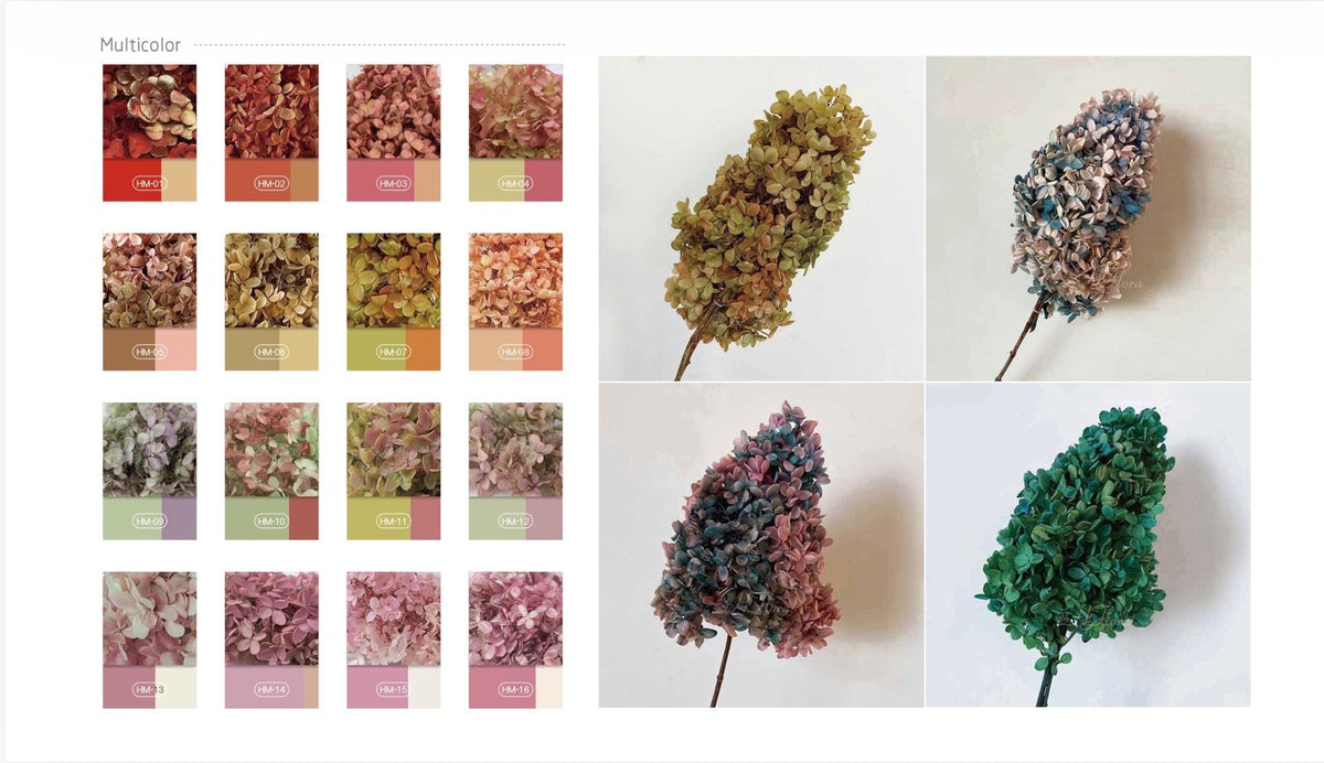 Hydrangea - Multicolor Collection I