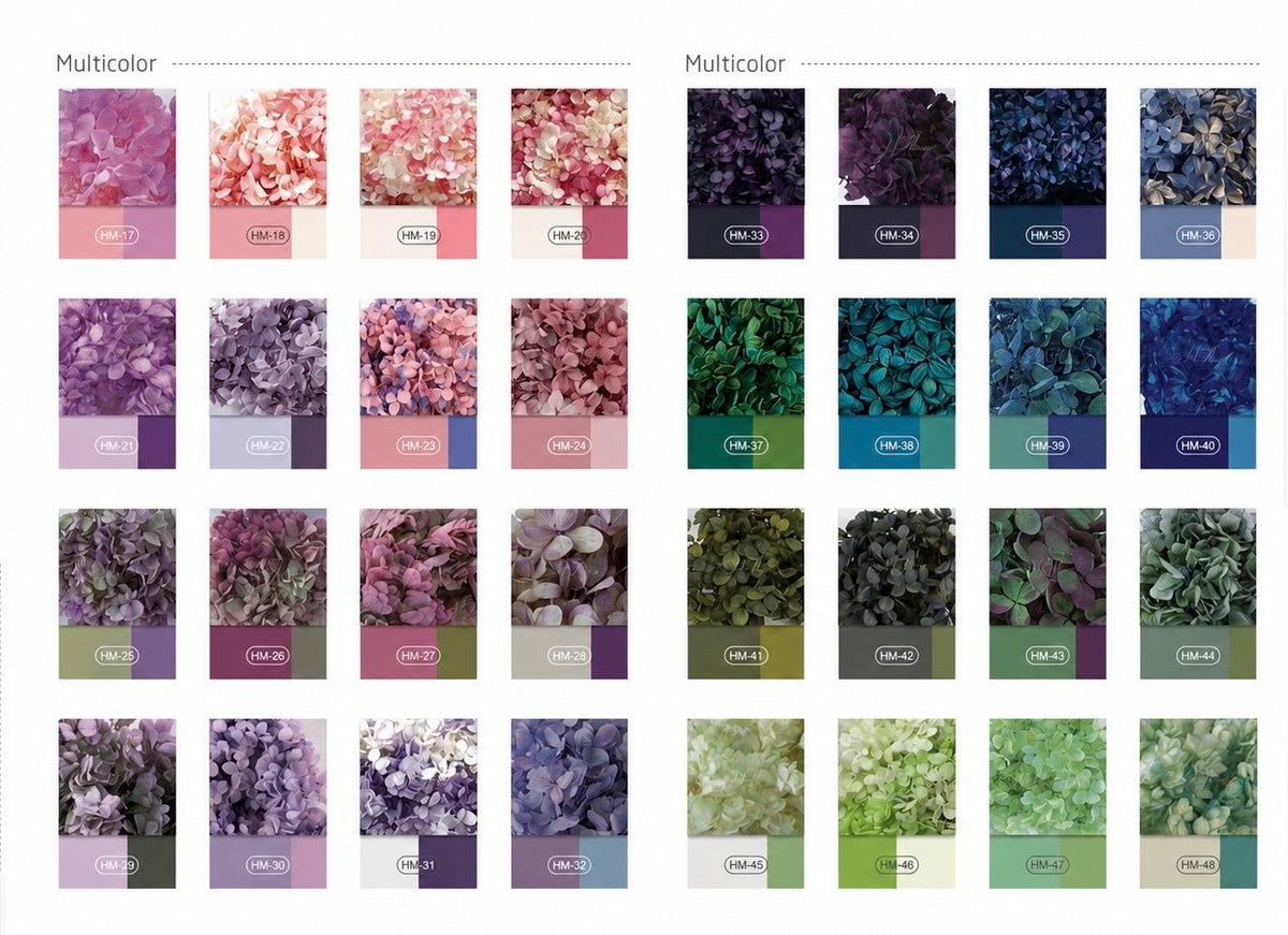 Hydrangea - Multicolor Collection I