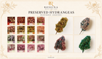 Hydrangea - Multicolor Collection I