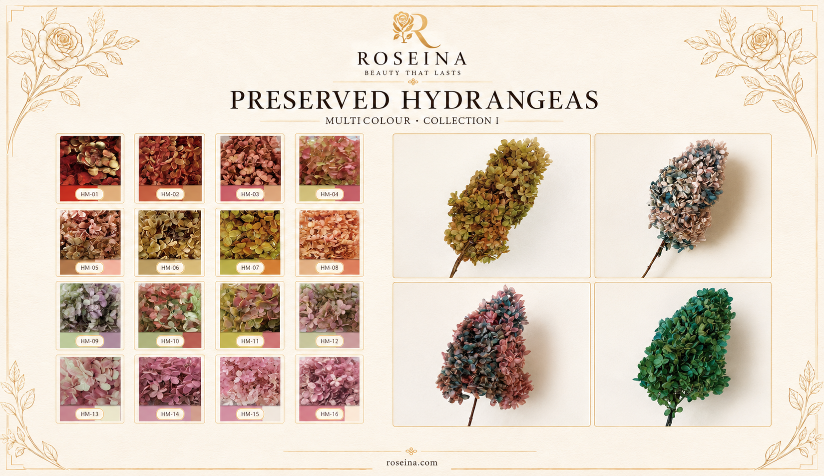 Hydrangea - Multicolor Collection I