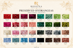 Hydrangea - Single Color Collection I